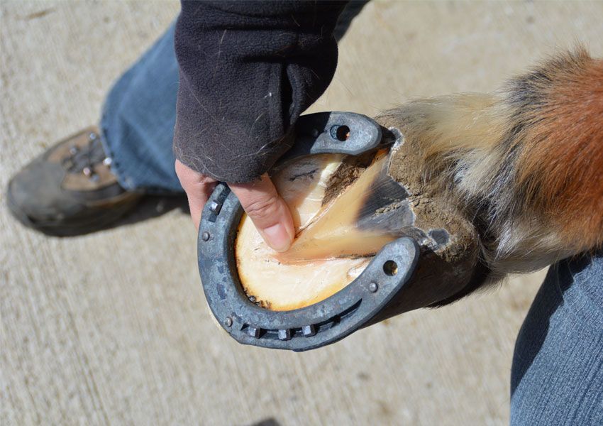 Hans Monhart Hufbeschlag - Hufschmied und Pferdefreund